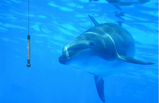 Spectrum數(shù)字化儀卡將海豚聲吶點擊轉(zhuǎn)為鼠標(biāo)點擊,海豚將通過移動水下屏幕光標(biāo)進(jìn)行交流